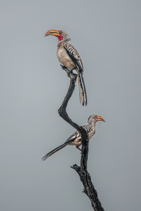 Sounthern Yellow billed hornbill