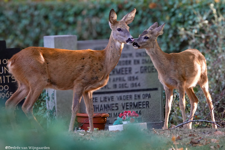 Gezinsuitbreiding op de begraafplaats
