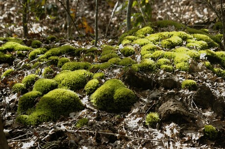 Prachtige lichtval over het Mos 