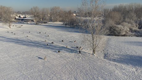 Alpaca's in de sneeuw