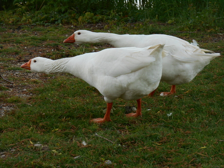 Nieuwsgierige ganzen
