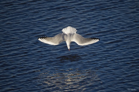Kokmeeuw duikt in water