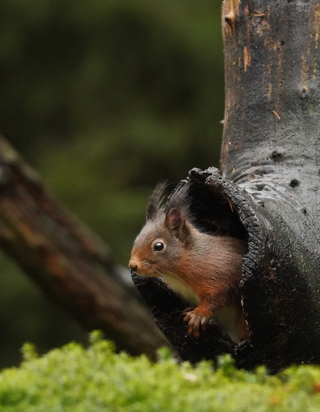Eekhoorntje!🐿🪾😃