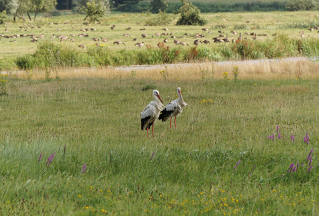 ooievaars in de wind