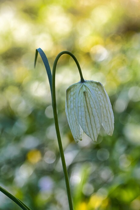 Kievitsbloem in het wit.