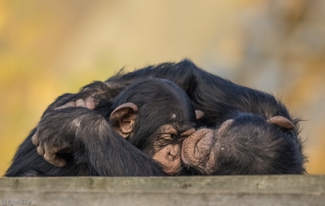 chimpansees 