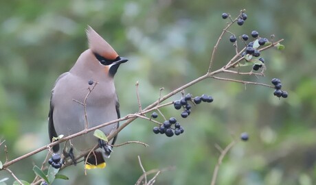 pestvogel