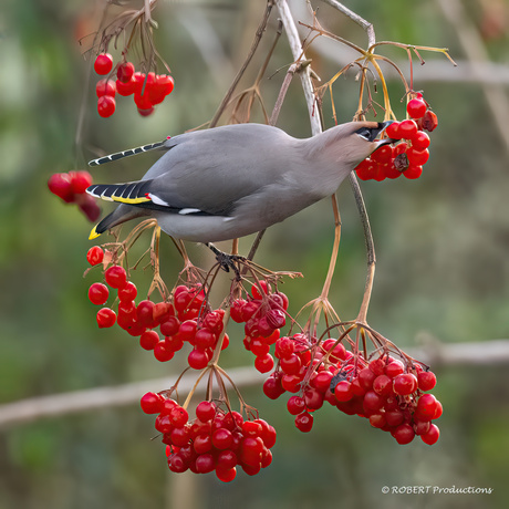 Pestvogel