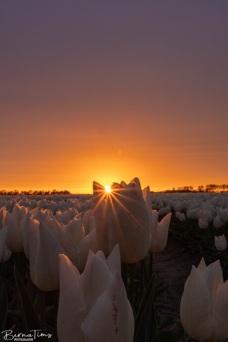 De zon als ster