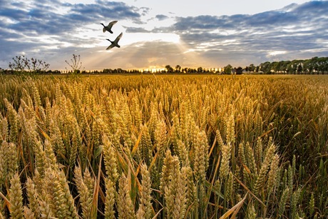 At the grain fields 