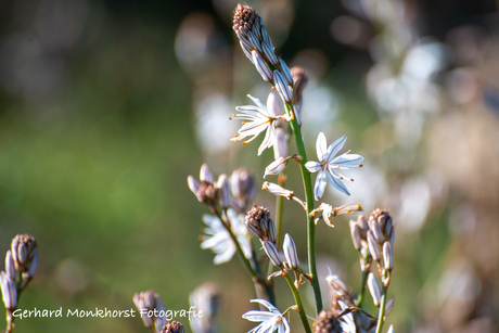 Affodil