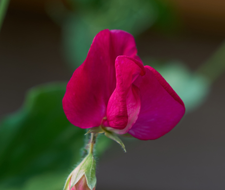 Lathyrus.