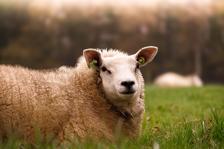 Schapen spotten