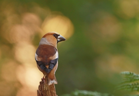 appelvink