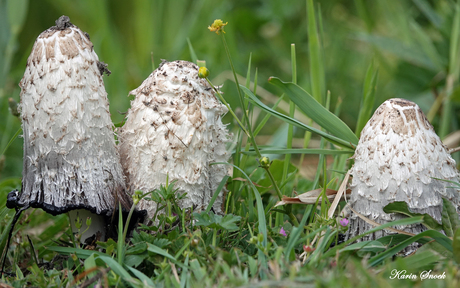 Zomerse paddestoelen