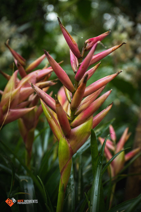 Exotische plant (Tillandsia leiboldiana)