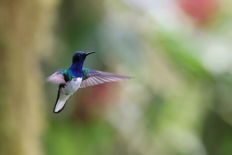 Flying hummingbird blue