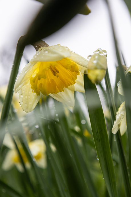 Narcis na een buitje
