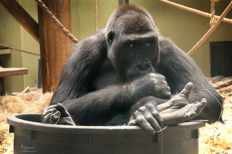 Gorilla lekker genieten