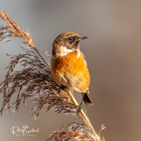 Met een klein zonnetje genieten van de Roodborsttapuit