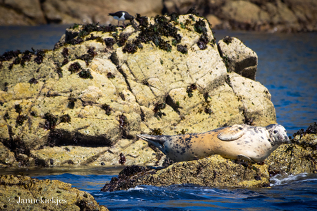 Zeehond