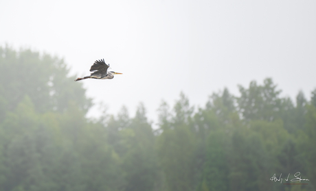 blauwe reiger