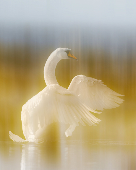 Herfst op het Zwanenmeer