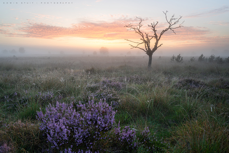 Misty morning