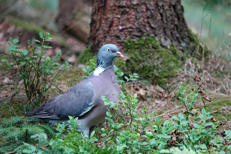 Houtduif