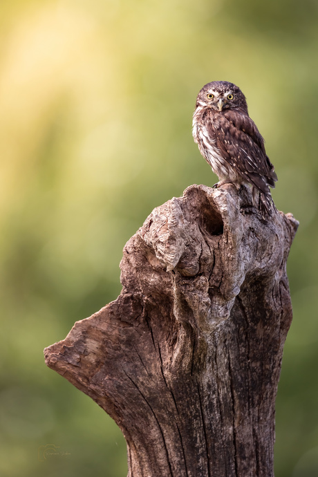 Uil op een boomstronk