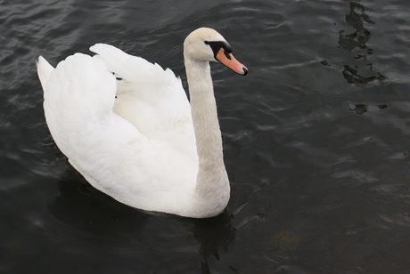 White swan