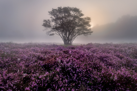 Heide in mist