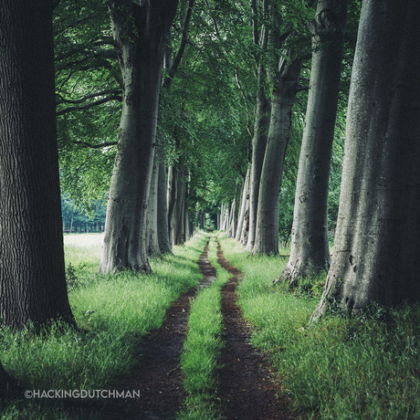 Toen alles nog groen was