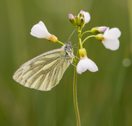 Klein geaderd witje.