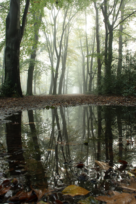 Herfst op de Veluwe