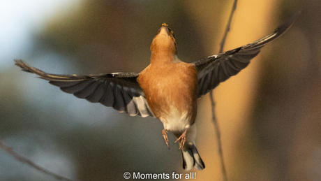 De vink