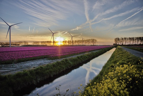 Tulpenvelden met zonsondergang 