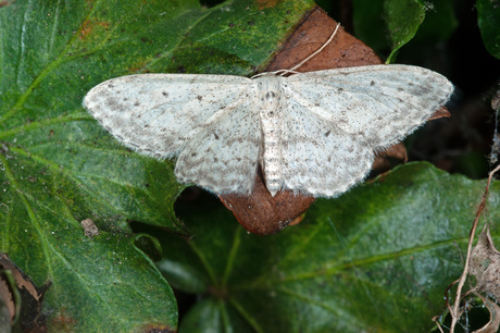 Witte grijsbandspanner