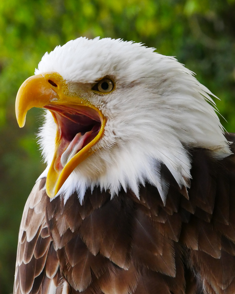 The Mighty Eagle