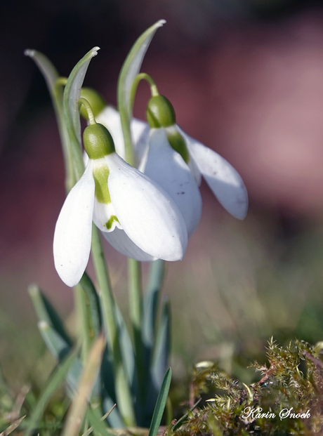 "Sneeuwklokjes..."