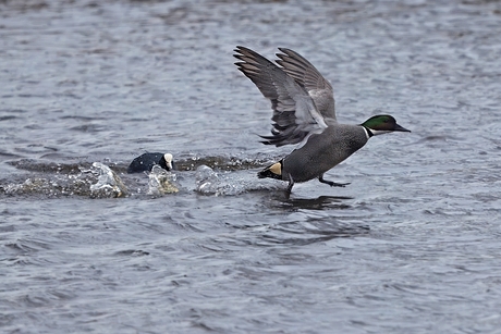 Meerkoet jaagt vreemde eend in de bijt op ....... 