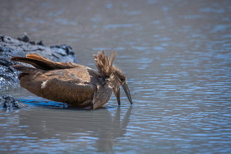 Hamerkop