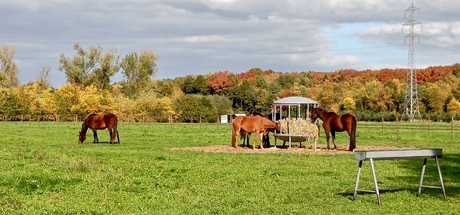 Paarden smikkelen in de herfst