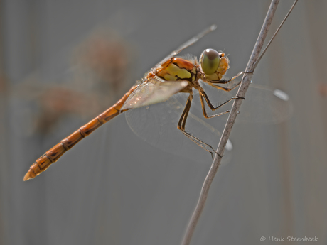 Steenrode heidelibel