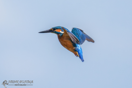 ijsvogeltje biddend in de lucht .vogelhut De Tike 