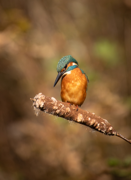 ijsvogel