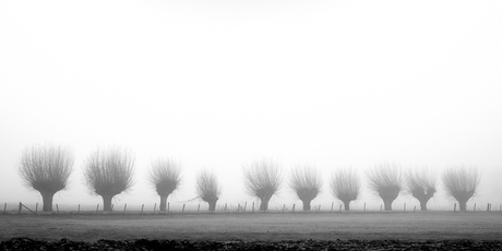 Wilgen in de mist