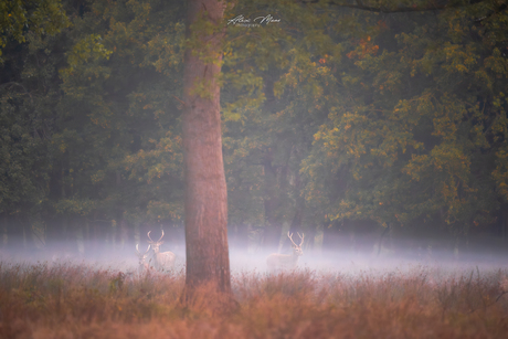Herten in de mist