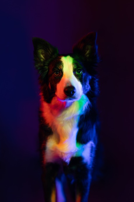 Border collie