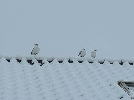 Zeemeeuwen in de Sneeuw ❄️